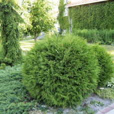 Саджанці туї Глаука