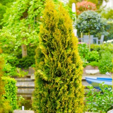 Саджанці туї Бурштин