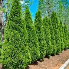 Саджанці туї Ізумруд