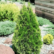 Саджанці туї Цукеркова Смужка