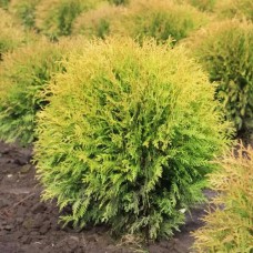 Саджанці туї Харвест Мун