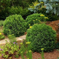 Саджанці туї Хозері