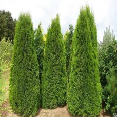 Саджанці туї Колона