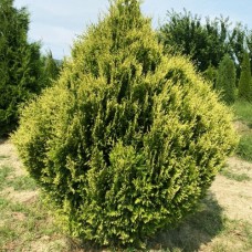 Саджанці туї Столвік