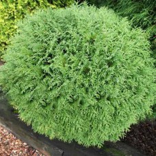 Саджанці туї Літл Чемпіон