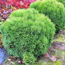 Саджанці туї Літл Джем