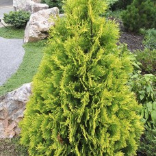 Саджанці туї Лемон