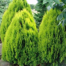 Саджанці туї Мадуродам