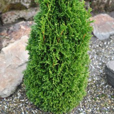 Саджанці туї Макс