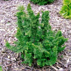 Саджанці туї Малоніана