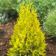 Саджанці туї Марія