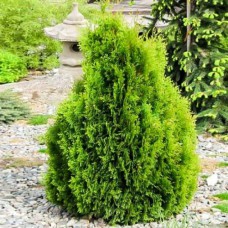 Саджанці туї Мікі