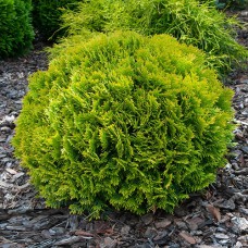 Саджанці туї Міріам