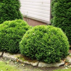 Саджанці туї Рекурва Нана