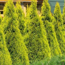 Саджанці туї Санні Смарагд