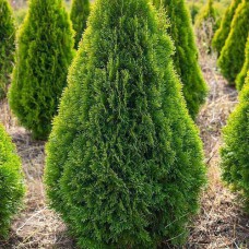 Саджанці туї Світлий Смарагд