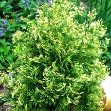 Саджанці туї Плямиста