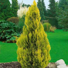 Саджанці туї Тайгер Голд