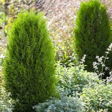 Саджанці туї Смарагдовий Тотем