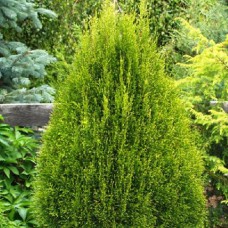 Саджанці туї Вітбонт