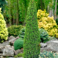 Саджанці ялівцю Арнольд (черенкований) - 3-річний