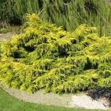 Саджанці ялівцю Ауреа (черенкований) - 3-річний