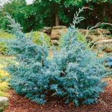 Саджанці ялівцю Блакитні Альпи (черенкований) - 3-річний