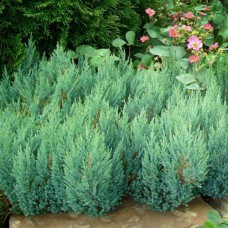 Саджанці ялівцю Блакитний Ліс (черенкований) - 3-річний