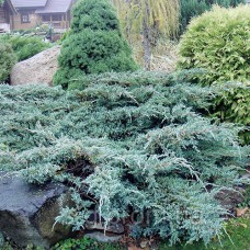Саджанці ялівцю Блакитний Килим (черенкований) - 3-річний