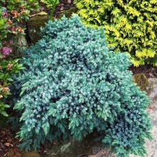 Саджанці ялівцю Блю Спайдер (черенкований) - 3-річний