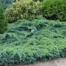 Саджанці ялівцю Блакитний Швед (черенкований) - 3-річний