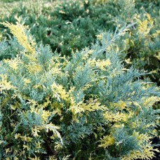 Саджанці ялівцю Блу Енд Голд (черенкований) - 3-річний