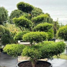 Саджанці ялівцю Бонсай (черенкований) - 3-річний