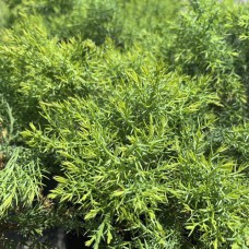 Саджанці ялівцю Даурський (черенкований) - 3-річний