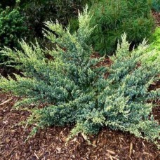 Саджанці ялівцю Радість Мрії (черенкований) - 3-річний