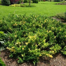 Саджанці ялівцю Експанса Варієгата (черенкований) - 3-річний