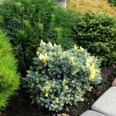 Саджанці ялівцю Флоріант (черенкований) - 3-річний