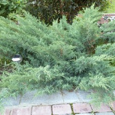 Саджанці ялівцю Сиза (черенкований) - 3-річний