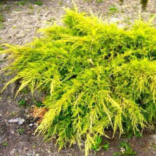 Саджанці ялівцю Голд Кост (черенкований) - 3-річний