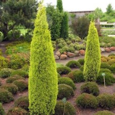 Саджанці ялівцю Голд Коун (черенкований) - 3-річний