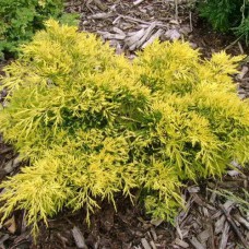 Саджанці ялівцю Голден Вінгз (черенкований) - 3-річний