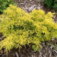 Саджанці ялівцю Жовтий Сапфір (черенкований) - 3-річний