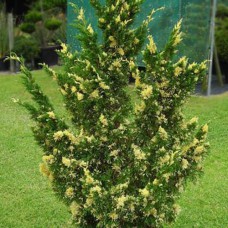 Саджанці ялівцю Кайзука Варієгата (черенкований) - 3-річний