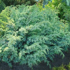 Саджанці ялівцю Ханнеторп (черенкований) - 3-річний