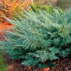 Саджанці ялівцю Хетц (черенкований) - 3-річний