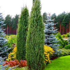 Саджанці ялівцю Хіберніка (черенкований) - 3-річний