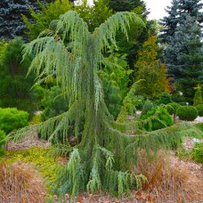Саджанці ялівцю Хорстманн (черенкований) - 3-річний