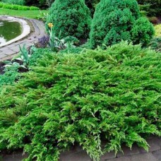 Саджанці ялівцю Козацький (черенкований) - 3-річний