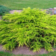 Саджанці ялівцю Золото Курівао (черенкований) - 3-річний