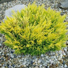 Саджанці ялівцю Лайм Глоу (черенкований) - 3-річний